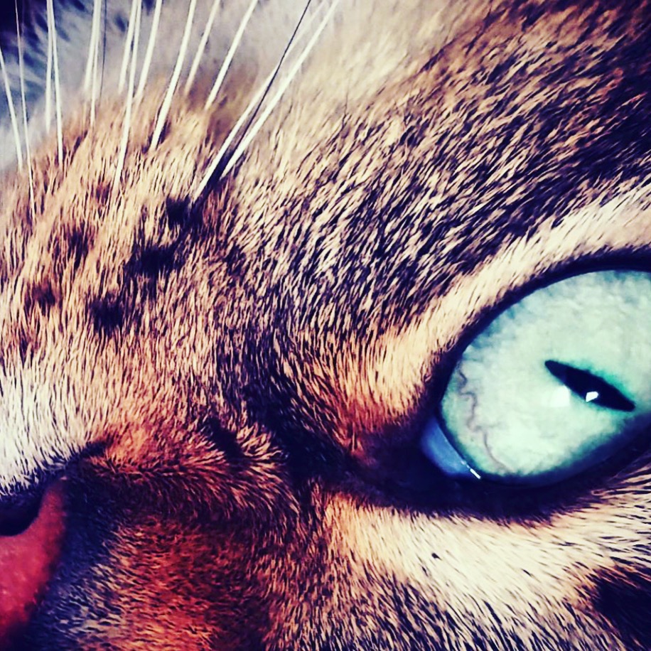 Hypertension Elevated blood pressure in cats Parc Vetcare Bangor